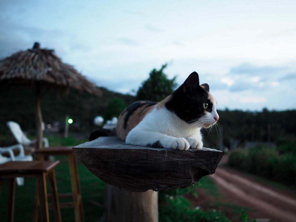 猫简易别墅旅馆 Ko Lanta 外观 照片